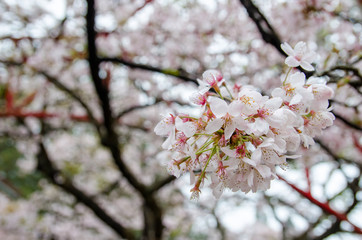 Tokyo cherry blossom in Alishan National Scenic Area  in Taiwan.