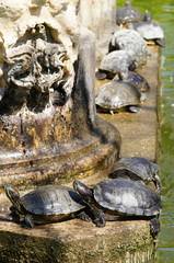 tortue dans un bassin des jardins du Palais Saint-Antoine