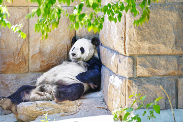 Cute sleeping panda in outdoor.
