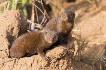 Dwarf mongoose family enjoy the safety of their burrow