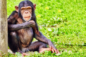 Apes - Chimpanzee monkey.
