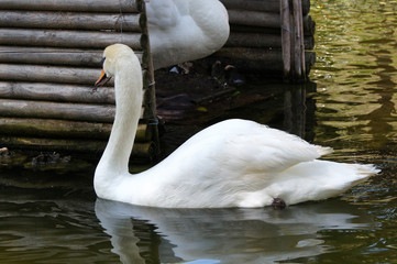 cygne dans les jardins du Palais Saint-Antoine