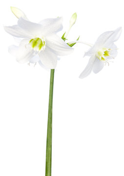 fleurs blanches de narcisse sur fond blanc 