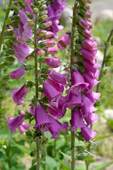 The blossoming foxglove purple (Digitalis purpurea L.) © vodolej