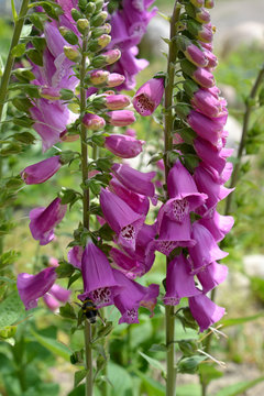 The blossoming foxglove purple (Digitalis purpurea L.)