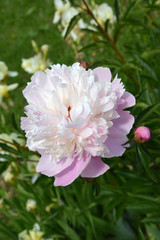 The blossoming white-pink peony (Paeonia L.)