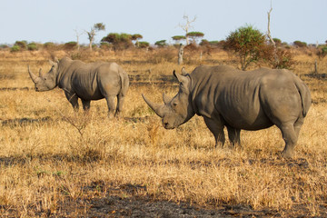 Obraz premium Two rhino standing on open area looking for safety from poachers