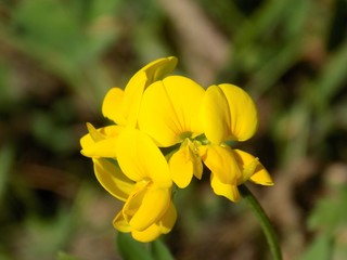 Obraz premium Yellow flower