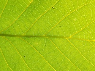 Leaf texture