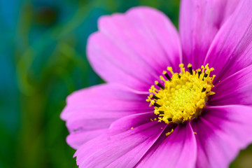 Obraz premium コスモス