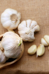 Garlic