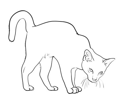 Angry cat line drawing art | Art Print