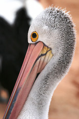 A Pelican close up head image seen at Monkey Mia Western Australia, Pelecanus conspicillatus