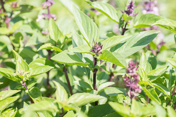 Fototapeta premium Green thai basil in garden.