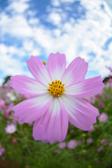 Obraz premium コスモス畑＠佐世保市展海峰