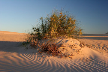 Beach sand and local scrubs at sunset at Exmouth Western Australia under a blue sky
