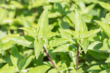 Green thai basil in garden.