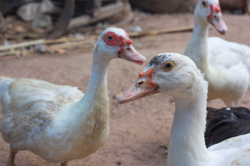 Fototapeta premium duck