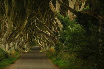 Dark hedges (Northern Ireland)
Game of Thrones film location