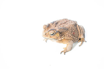 toad Isolated on white background