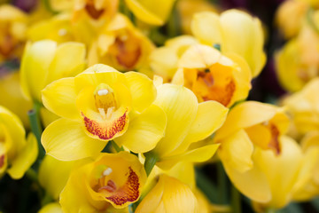Flower yellow orchid on horizontal image © bignozie