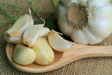 Garlic