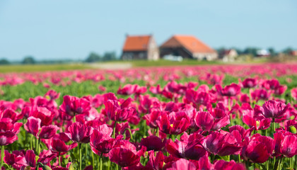 Cultivation of dark pink colored papaver flowers
