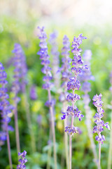Lavender field in the natural