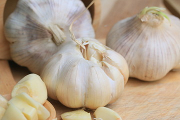 Garlic