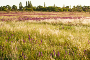 Summer meadow