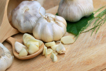 Garlic