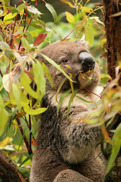Koala in a gum tree eating fresh green leaves, Victoria forest, Australia