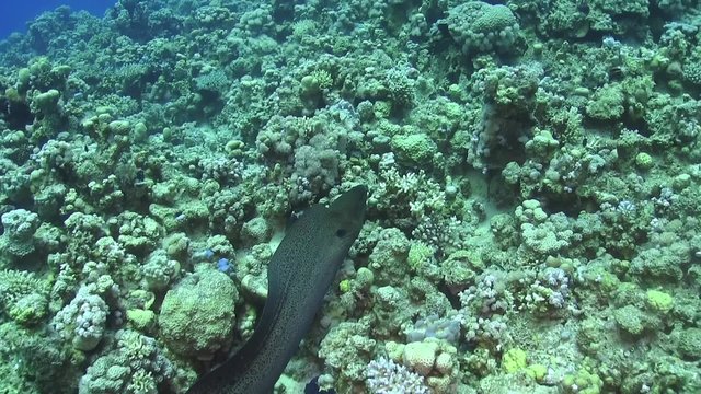 Murena on Coral Reef, underwater scene

