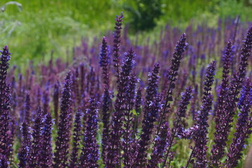 Obraz premium Closeup on beautiful gentle lavender flower on blurry purple background, soft focus, violet wildflower, summer time nature