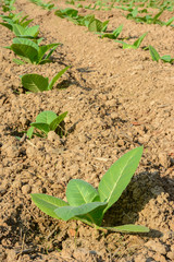 Green tobacco field.