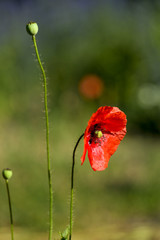 Obraz premium early morning red poppy field scene
