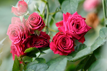 Fototapeta premium 薔薇