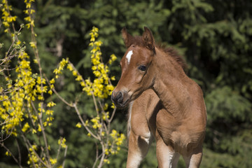 Vollblut Araber Fohlen