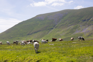 grazing cows