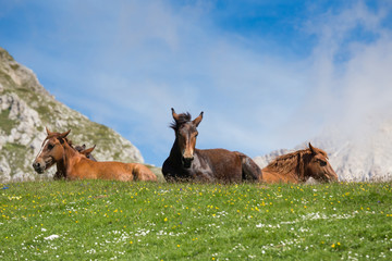 horses at rest