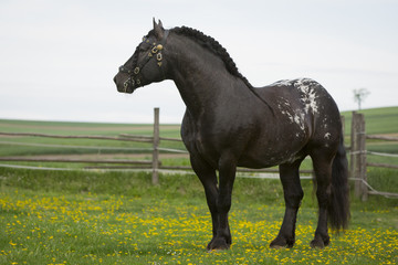 Noriker Kaltblut Hengst