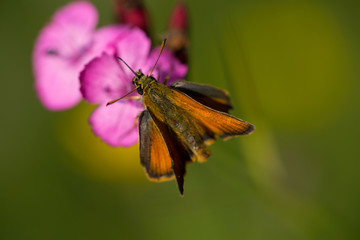 rostfarbiger Dickkopffalter