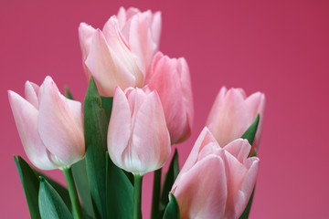 Fototapeta premium チューリップ