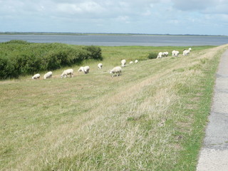 Fototapeta premium Nordseedeich mit Schafen