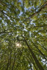 trunk of big green tree in park on a sunny day