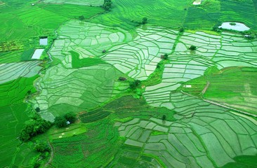 Aerial view of paddy field during rainy season