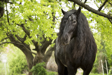 Fototapeta premium Noriker Kaltblut Hengst
