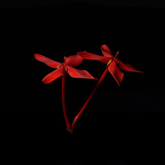 Red Rubiaceae flower isolate on black background