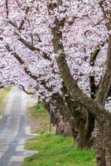 桜のアーチ＠佐賀県武雄市