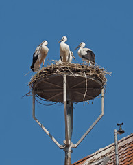 Storchennest in Crailsheim